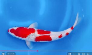 <strong>001 KOKAI GOSHIKI</strong>