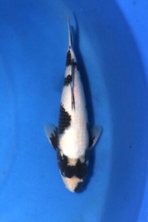 004 OMOSAKO SHIRO UTSURI