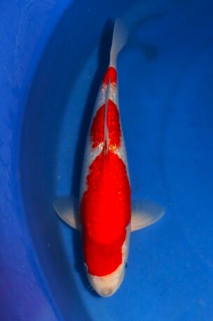 006 HOSOKAI GINRIN GOSHIKI