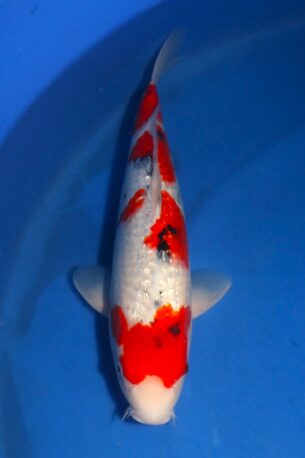 007 HOSOKAI GINRIN SHOWA