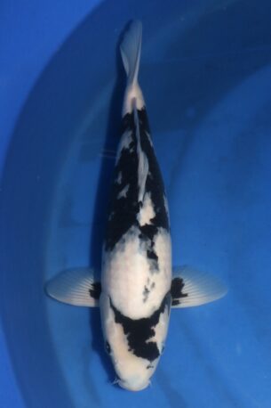 NND SHIRO UTSURI 9021