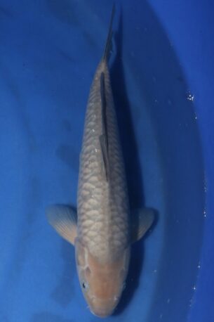 MARUSEI ARAGOKE SORAGOI 7402