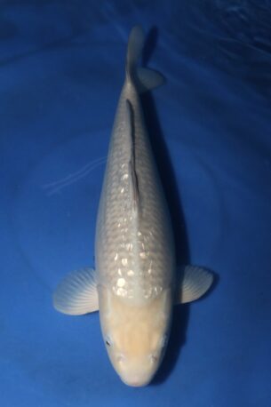 MARUSEI GINRIN SORAGOI 7407