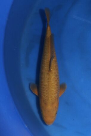 MARUSEI ARAGOKE CHAGOI 7406