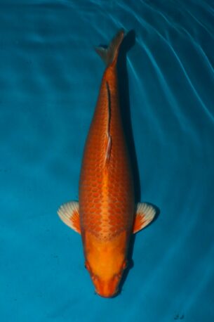 009 MOMOTARO ORENJI OGON