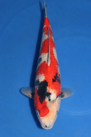 KANEZO SHOWA 4007