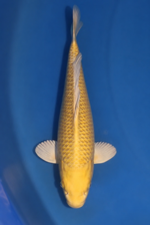 KANEZO YAMABUKI 4003